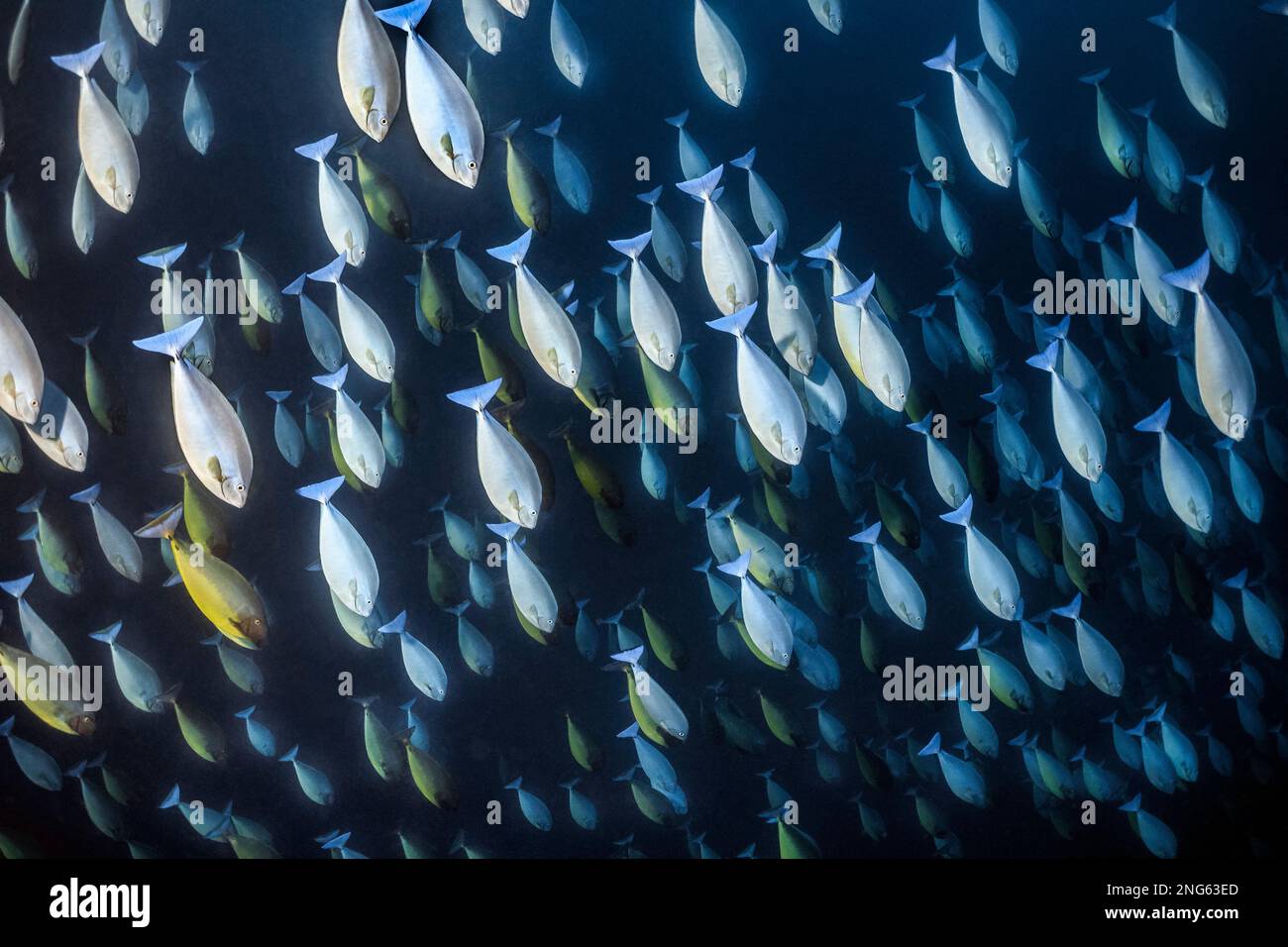 Licornfish lisse, Naso hexacanthus, alias licornfish à langue noire, Ambon, îles de Maluku, Indonésie, mer de Banda, océan Indo-Pacifique Banque D'Images