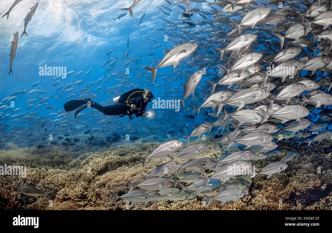 Bigeye trevally, Caranx sexfasciatus, scolarisation récif de Tubbataha, Parc naturel de Tubbataha, Parc naturel des récifs de Tubbataha, Parc National, Palawan, Philippi Banque D'Images