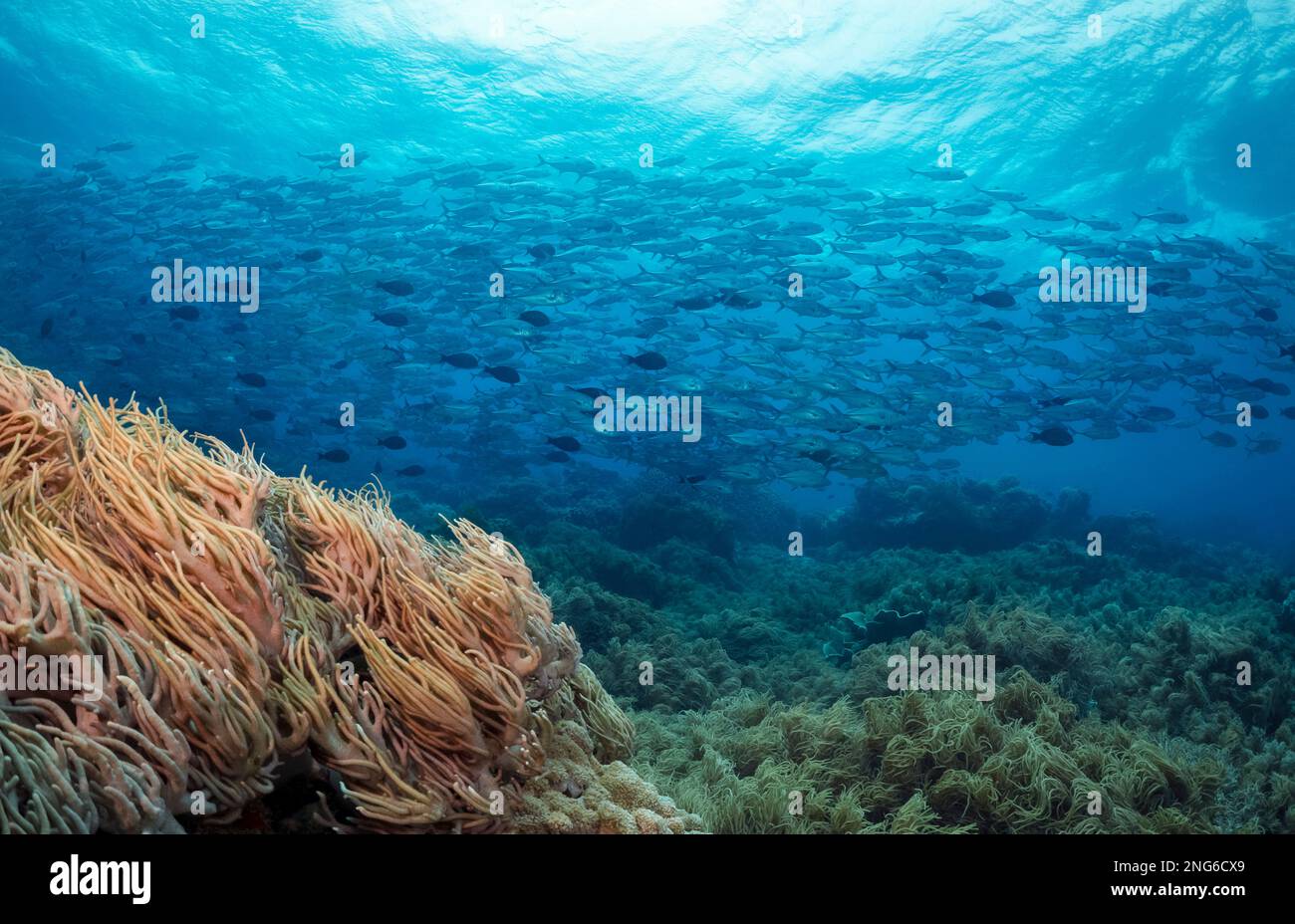 Bigeye trevally, Caranx sexfasciatus, scolarisation récif de Tubbataha, Parc naturel de Tubbataha, Parc naturel des récifs de Tubbataha, Parc National, Palawan, Philippi Banque D'Images