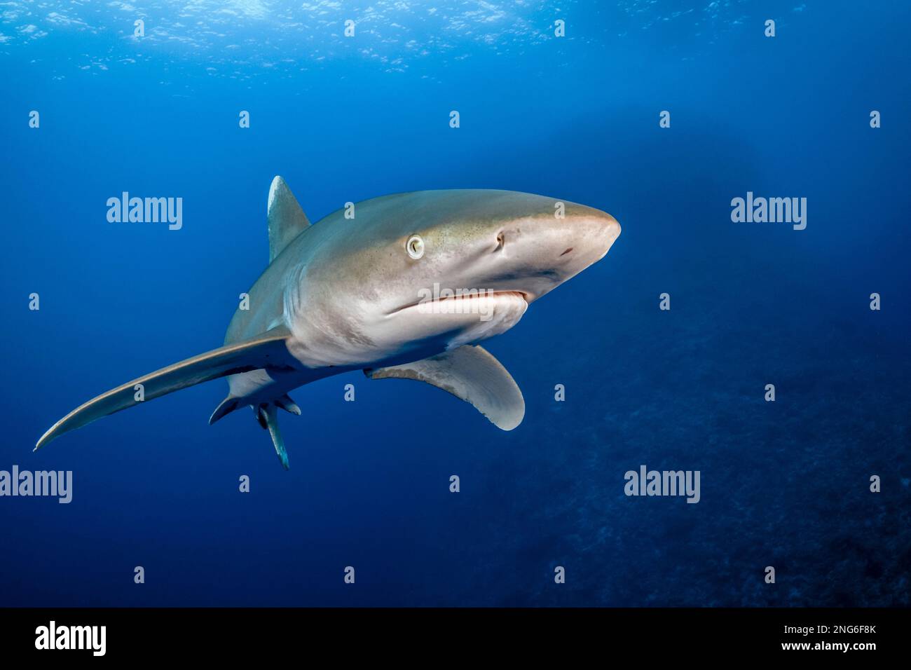 Requin blanc océanique, Carcharhinus longimanus, récif d'Elphinstone, Marsa Alam, Égypte, Mer Rouge, Océan Indien Banque D'Images