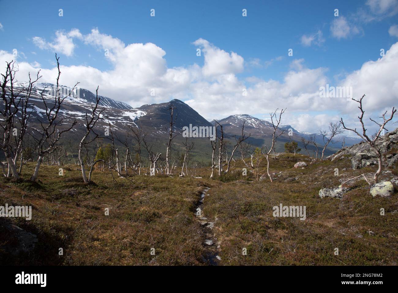 Le parc national de Øvre Dividal à Dividalen, dans la municipalité de Målselv, dans la province de Troms, en Norvège, est bien connu pour ses forêts primaires de bouleau. Banque D'Images