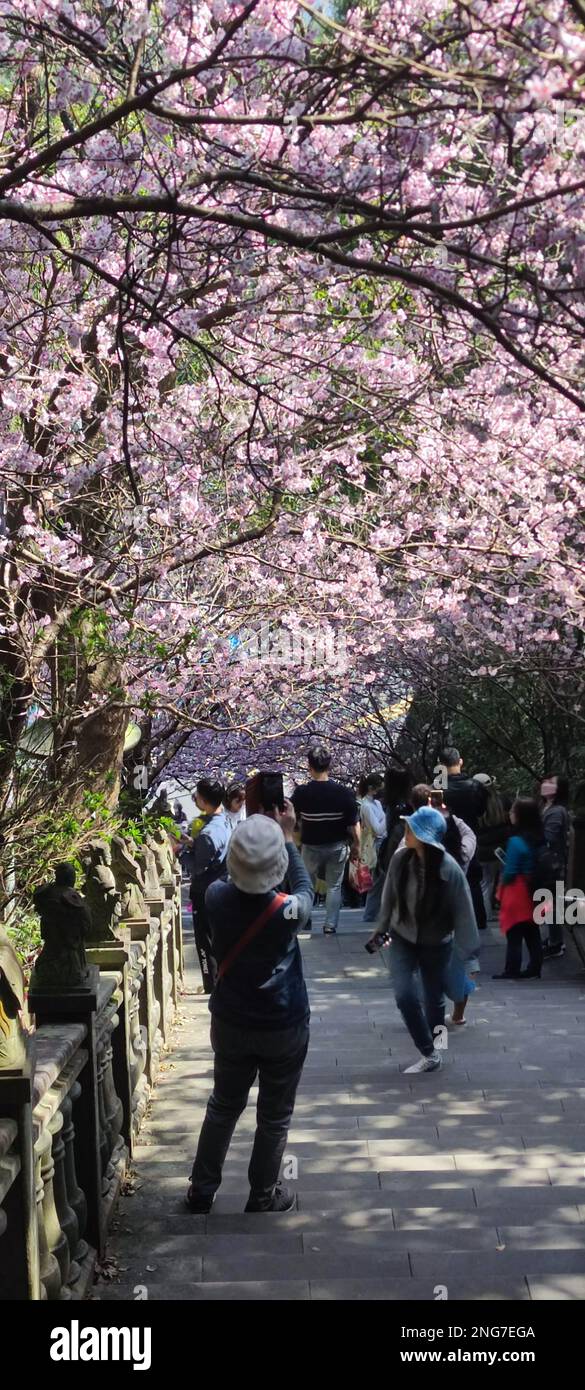 Cerisiers en fleurs de Bishanyan, Taipei City - 17 février 2023 : tunnel de cerisiers en fleurs de Bishanyan, Taipei City, Taïwan Banque D'Images
