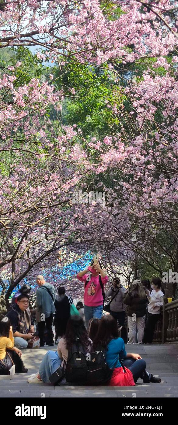 Cerisiers en fleurs de Bishanyan, Taipei City - 17 février 2023 : tunnel de cerisiers en fleurs de Bishanyan, Taipei City, Taïwan Banque D'Images