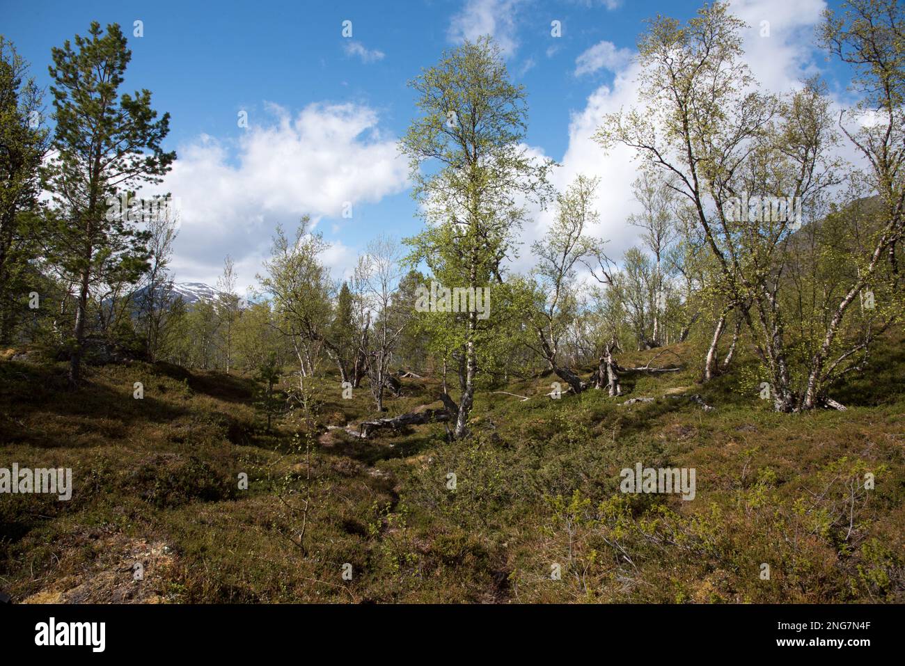 Le parc national de Øvre Dividal à Dividalen, dans la municipalité de Målselv, dans la province de Troms, en Norvège, est bien connu pour ses forêts primaires de bouleau. Banque D'Images