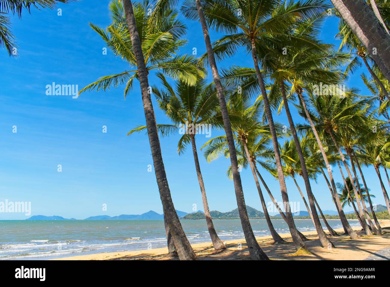 Palmiers à noix de coco sur la plage dans l'extrême nord du Queensland Banque D'Images