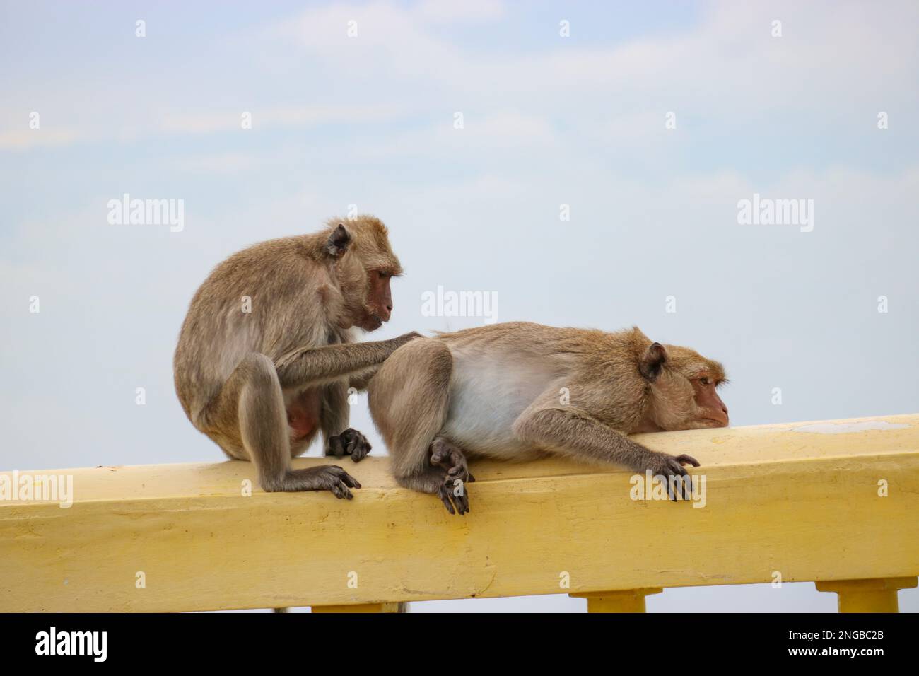 Macaque femelle sauvage adulte à la recherche de poux d'un mâle alpha. Le concept de domination et de soins dans la nature. Banque D'Images