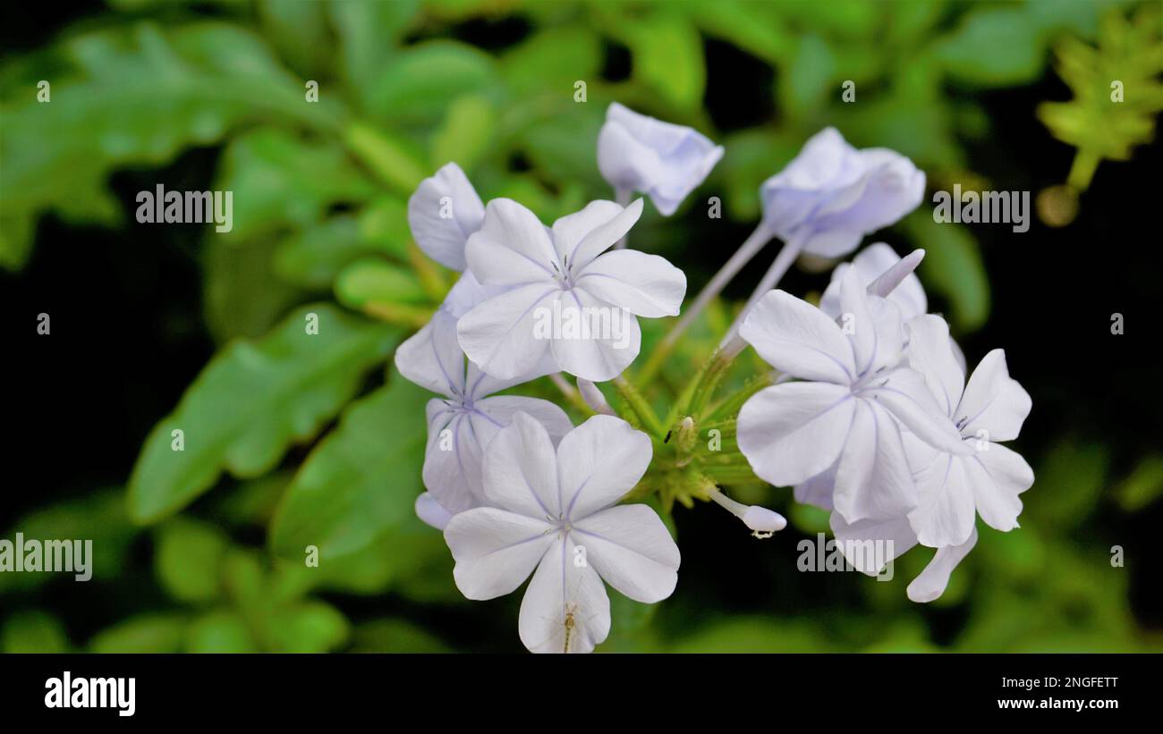 Mode paysage de belles fleurs de Plumbago auriculata également connu sous le nom de Cape Plumbago, Leaderwort, feuille de Blister, Quaker Blossom etc Banque D'Images