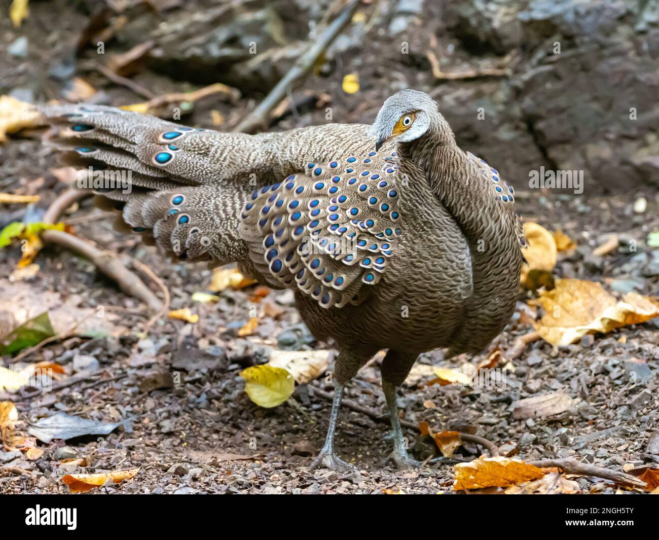 Un faisan de paon gris mâle, Polyplectron bicalcaratum, présente dans un site d'alimentation en Thaïlande Banque D'Images