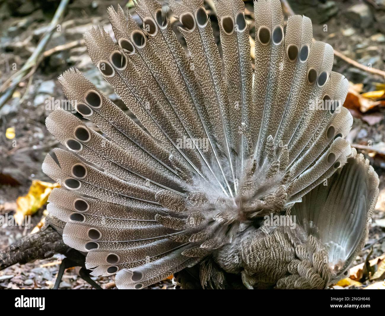 Un faisan de paon gris mâle, Polyplectron bicalcaratum, présente dans un site d'alimentation en Thaïlande Banque D'Images