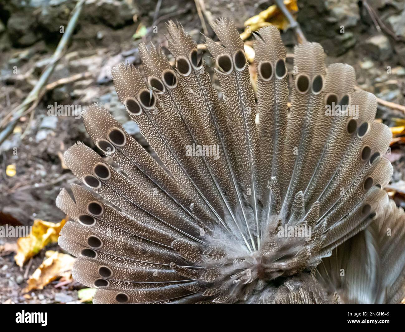 Un faisan de paon gris mâle, Polyplectron bicalcaratum, présente dans un site d'alimentation en Thaïlande Banque D'Images