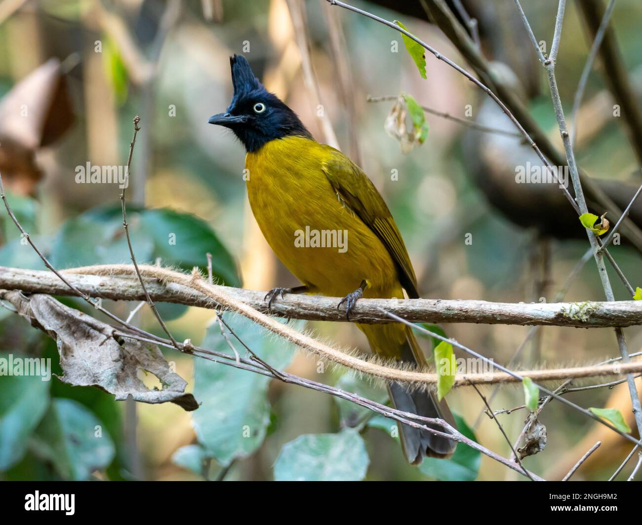 Bulbul à crattes noires, Rubigula flaviventris, un beau et commun bulbul en asie du Sud-est et en Thaïlande Banque D'Images