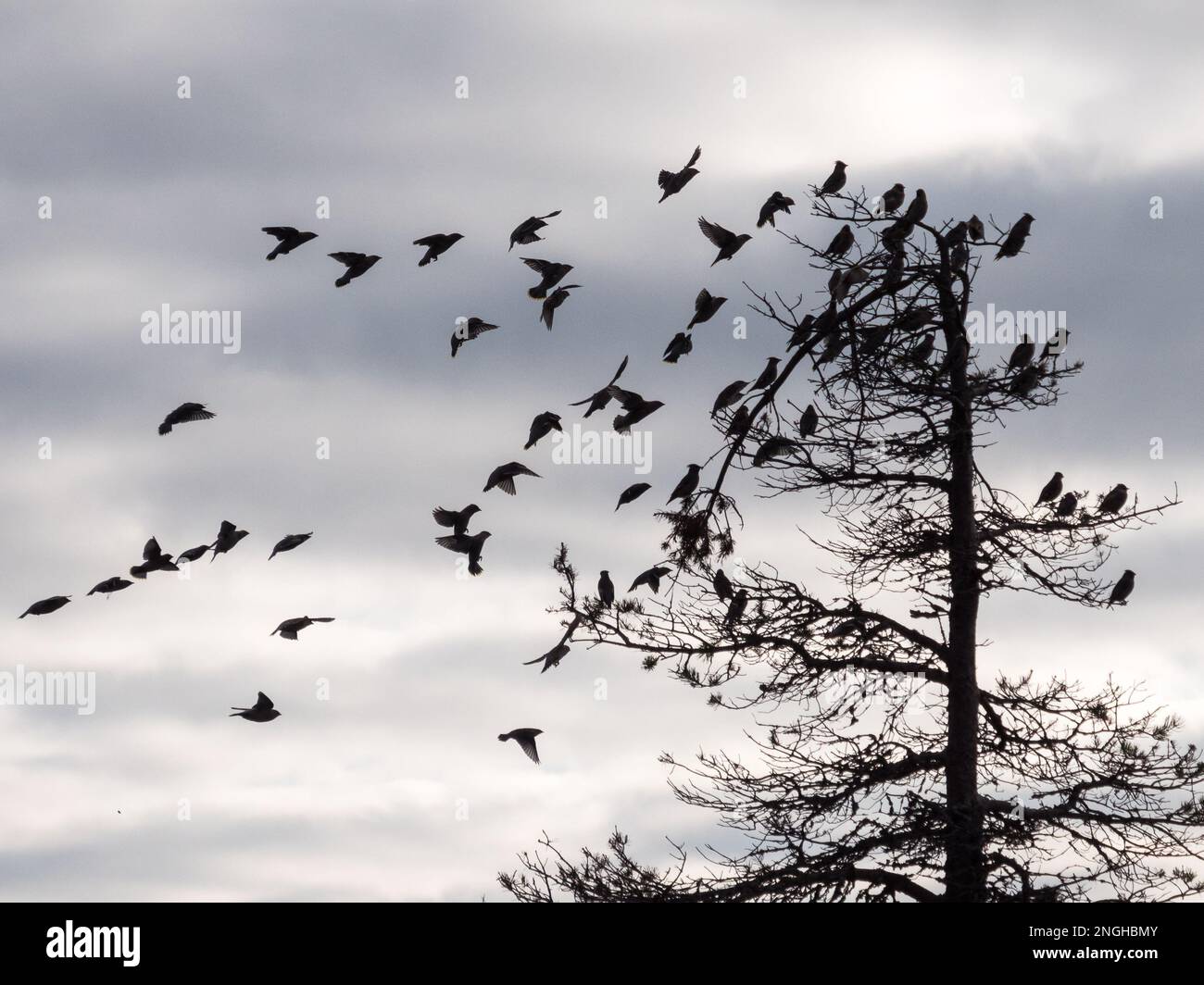 Troupeau d'oiseaux de la cire de Bohême autour d'une canopée de pin Banque D'Images