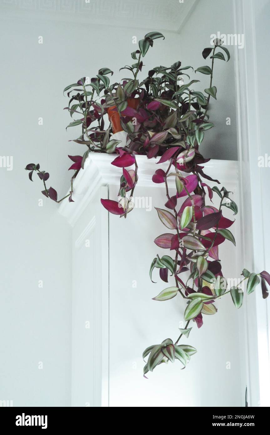 Une collection de plantes de maison exposées in situ dans l'environnement domestique Banque D'Images