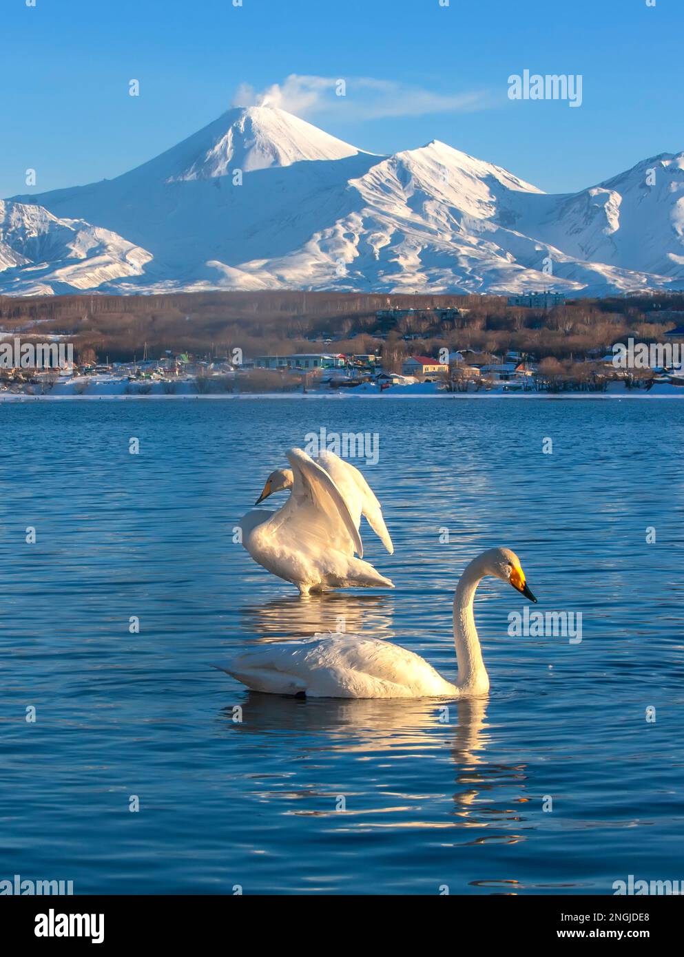 La paire de cygnes blancs dans le lac contre les volcans et le ciel bleu à Kamchatka Banque D'Images