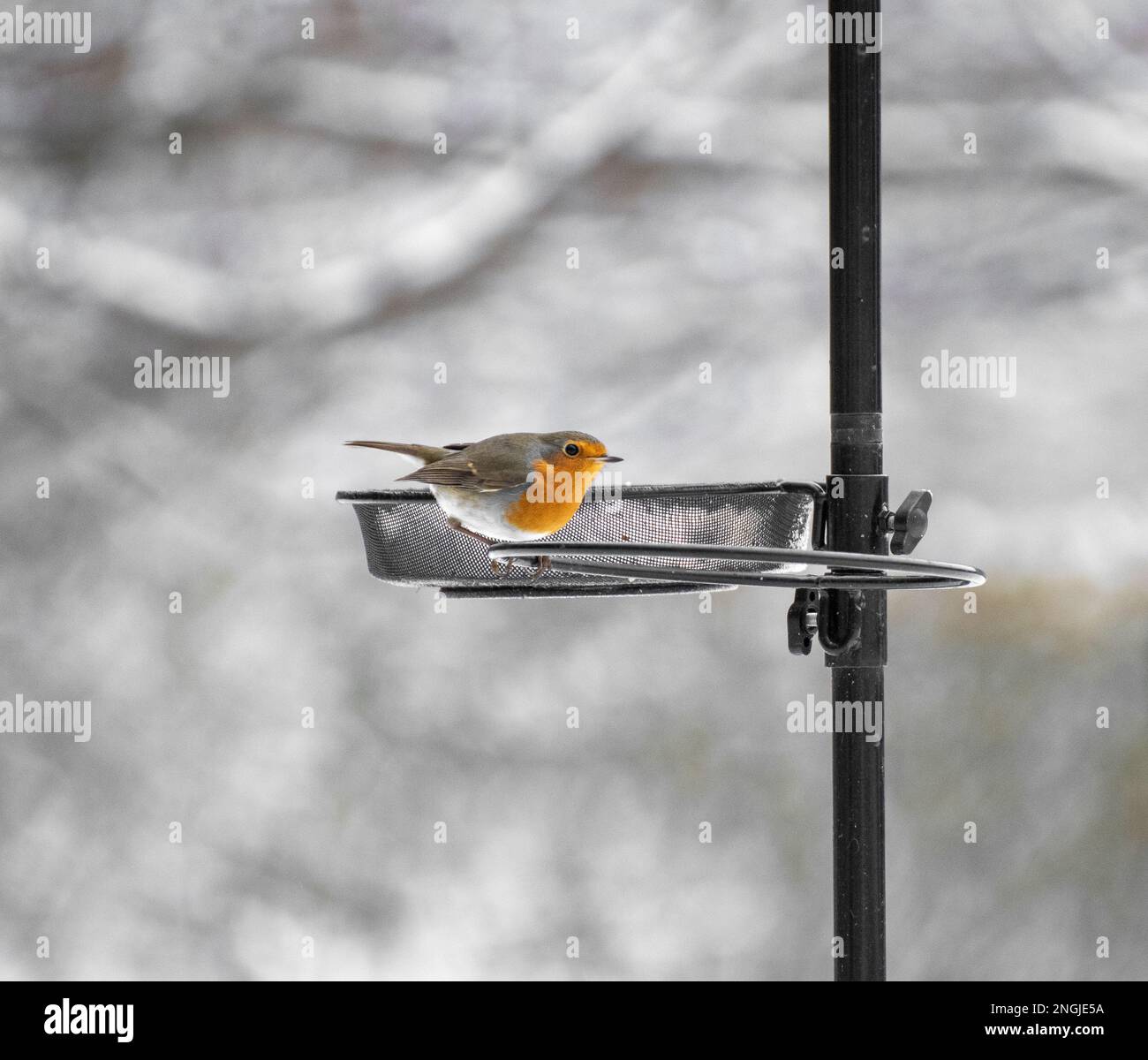 Photo d'un oiseau de robin sauvage en hiver et de la neige sur une station de mangeoire à oiseaux vide Banque D'Images