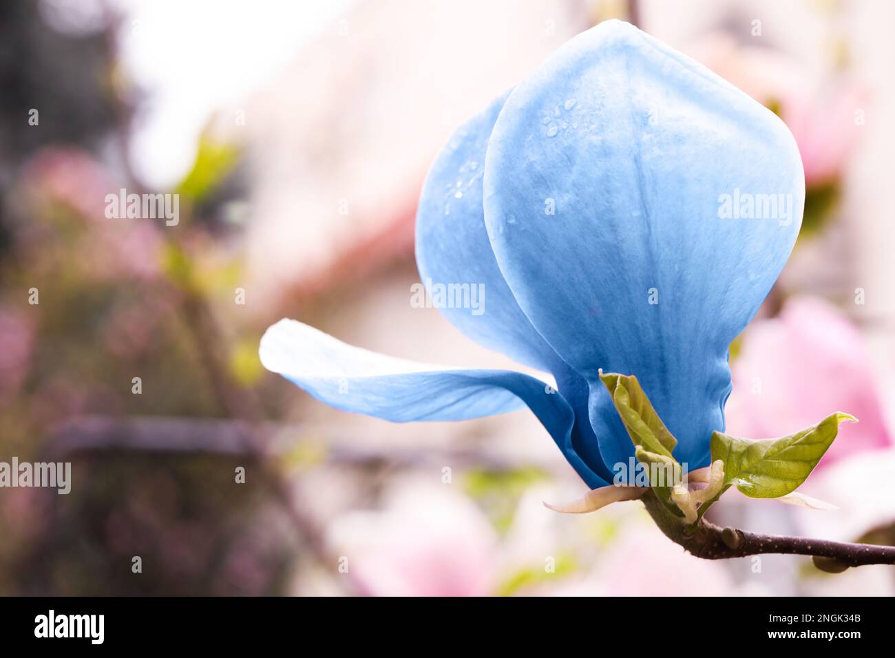 Belle délicate magnolia Blue Opal en plein air, gros plan. Saison de printemps Banque D'Images