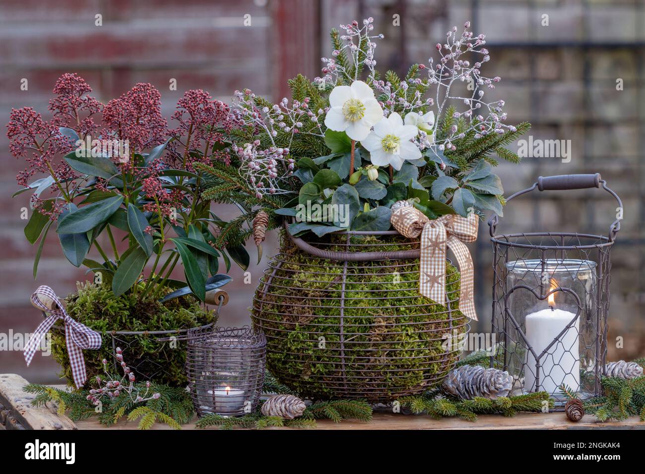 décoration de jardin avec helleborus niger et skimmia japonica en paniers et lanterne vintage Banque D'Images