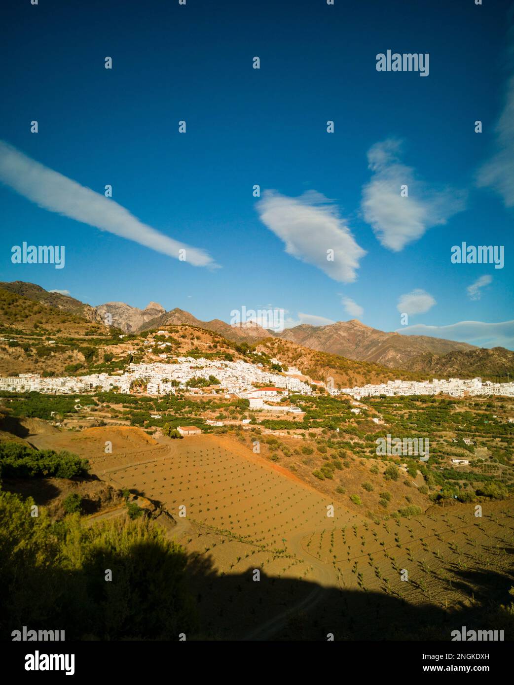 Verger de mangue nouvellement planté, avec le village de Frigiliana et les montagnes de la Sierra de Tejeda derrière, province de Malaga, Andalousie, Espagne Banque D'Images