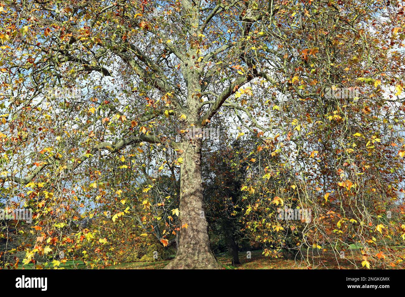 L'avion de Londres (Platanus x Hispanica) montrant le feuillage jaune-brun d'automne/d'automne; une vue familière le long des routes et dans les parcs de Londres Banque D'Images