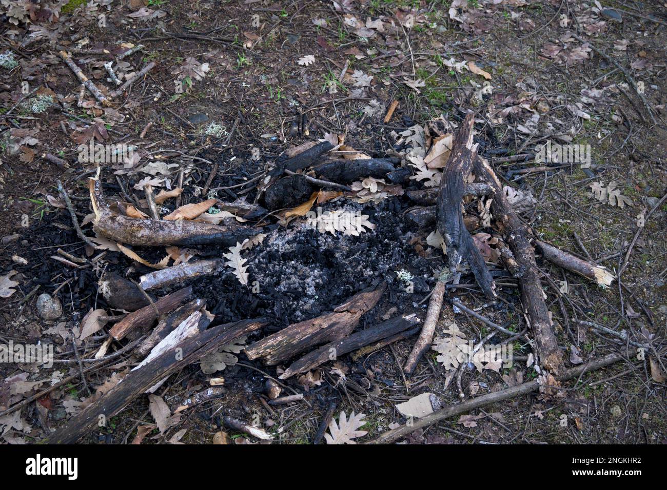 Reste de feu de camp éteint avec de petits bâtons sur le plancher de la forêt Banque D'Images