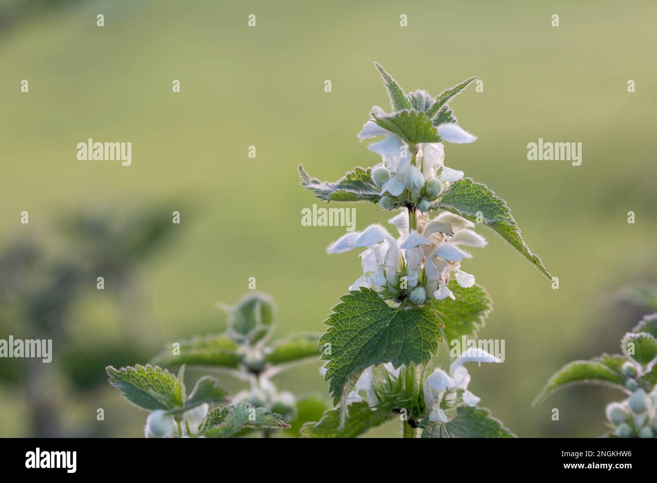 White Deadnettle ; album de Lamium ; Floraison ; Royaume-Uni Banque D'Images