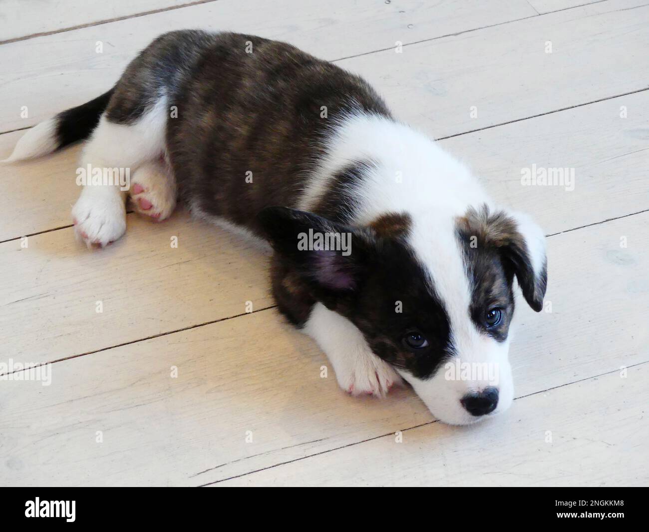 Gilet gallois corgi chiot repos Banque D'Images
