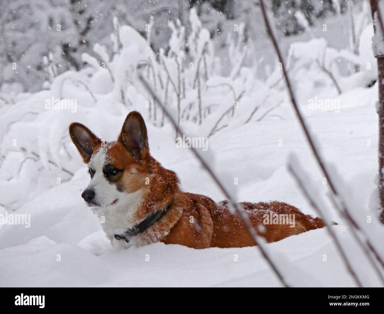 Gilet gallois en corgi dans la neige Banque D'Images