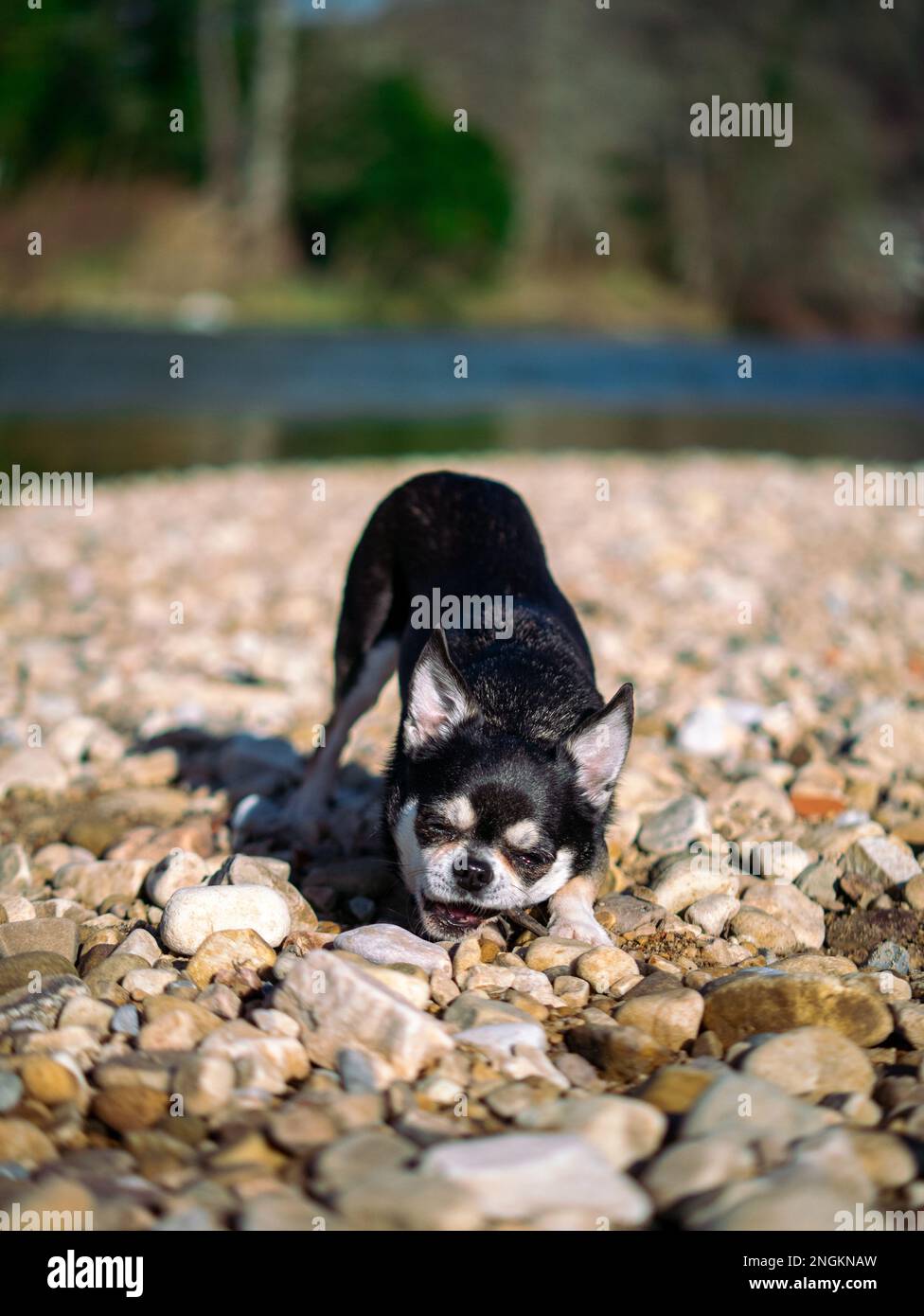 Petit chihuahua noir jouant avec un morceau de bois sur un chemin de gravier par plan d'eau Banque D'Images