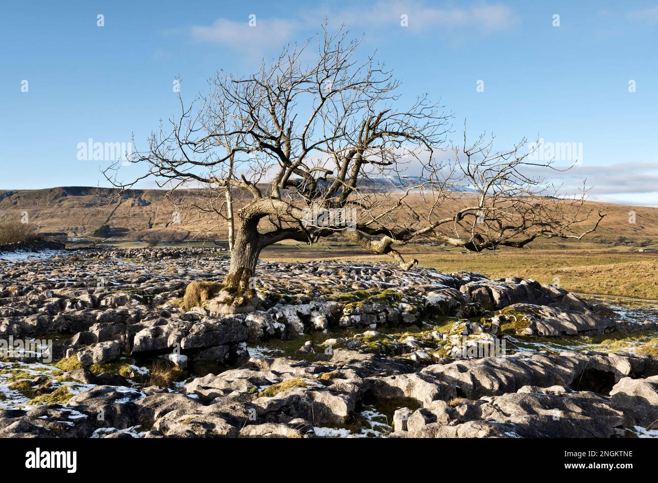 Arbre torsadé sur une chaussée calcaire, Summerscales, Ribblehead, avec sommet de Whernside en arrière-plan, parc national de Yorkshire Dales Banque D'Images