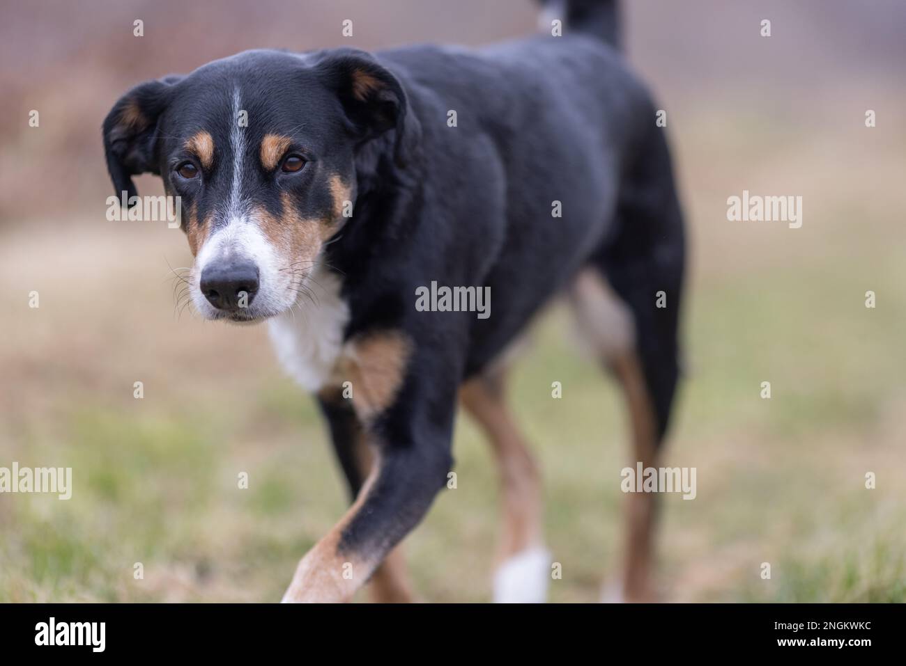 L'Appenzeller mountain dog sur une promenade dans le parc Banque D'Images