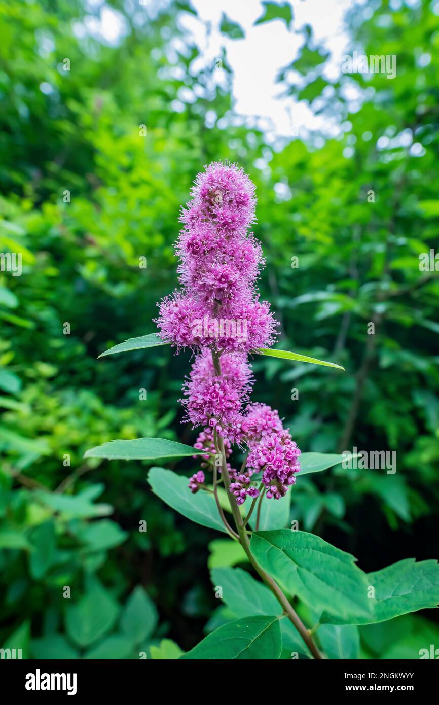 Spiraea de Douglas, Spiraea douglasii, le long du sentier menant à la plage Shi Shi dans le parc national olympique, État de Washington, États-Unis Banque D'Images