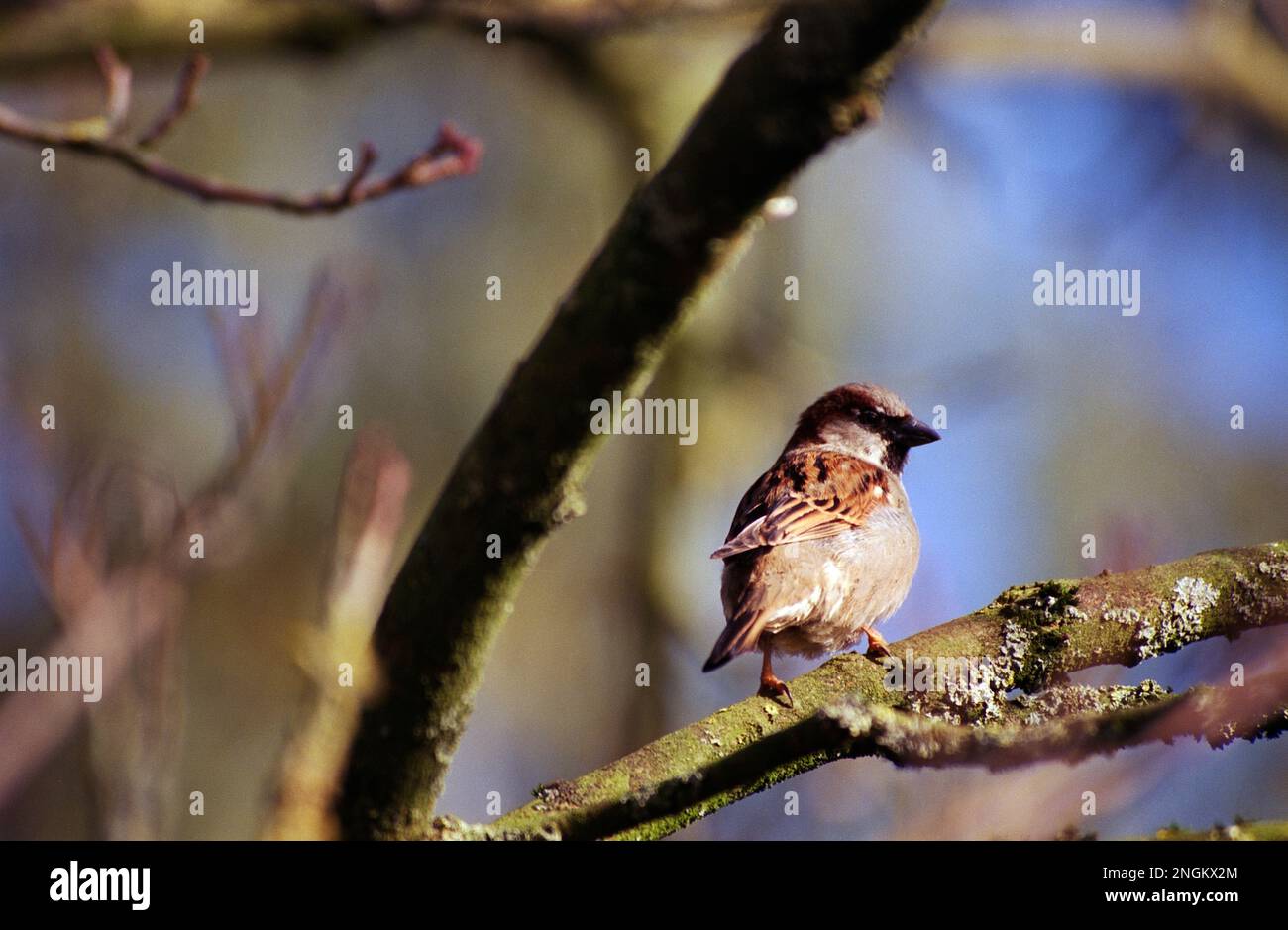Magnifique Sun embrassé House Sparrow assis sur une branche le matin d'hiver. Banque D'Images
