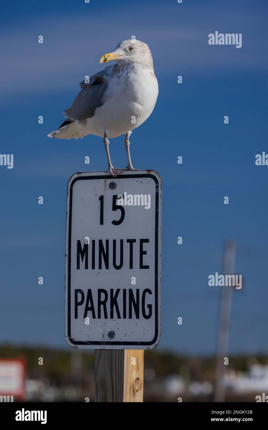 Panneau de stationnement de 15 minutes avec mouette, Crisfield, Maryland Banque D'Images