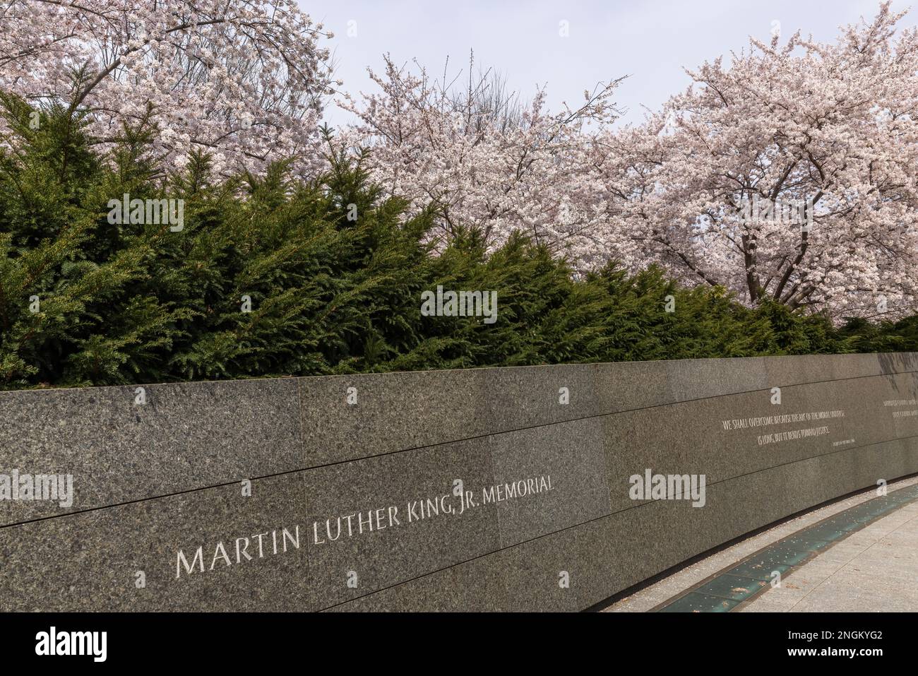 Inscription mur au printemps avec des fleurs de cerisier, Martin Luther King Jr Memorial, Washington, DC Banque D'Images