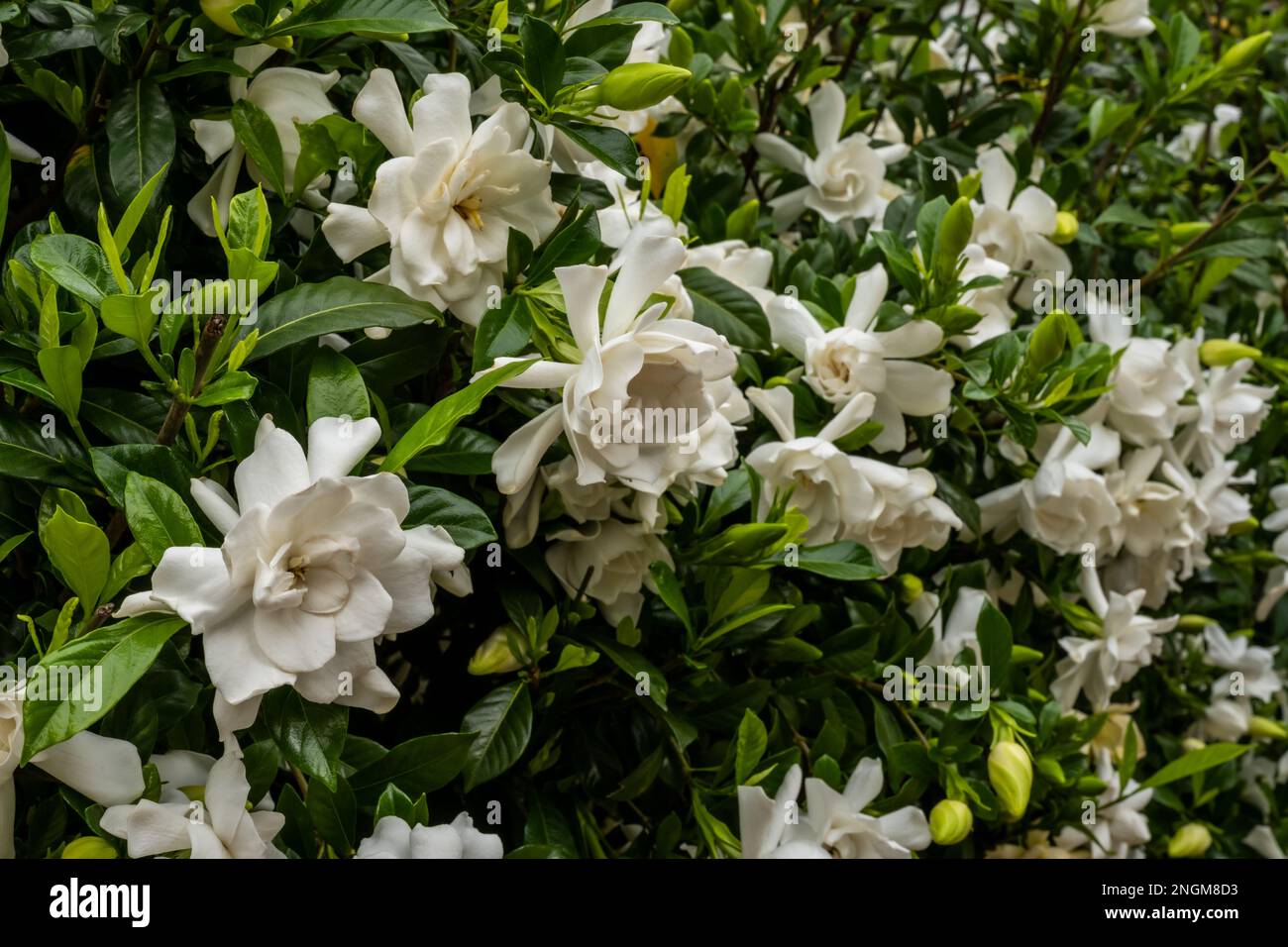 Bourgeons et Blooms de Gardenia buissons au début de l'été Banque D'Images