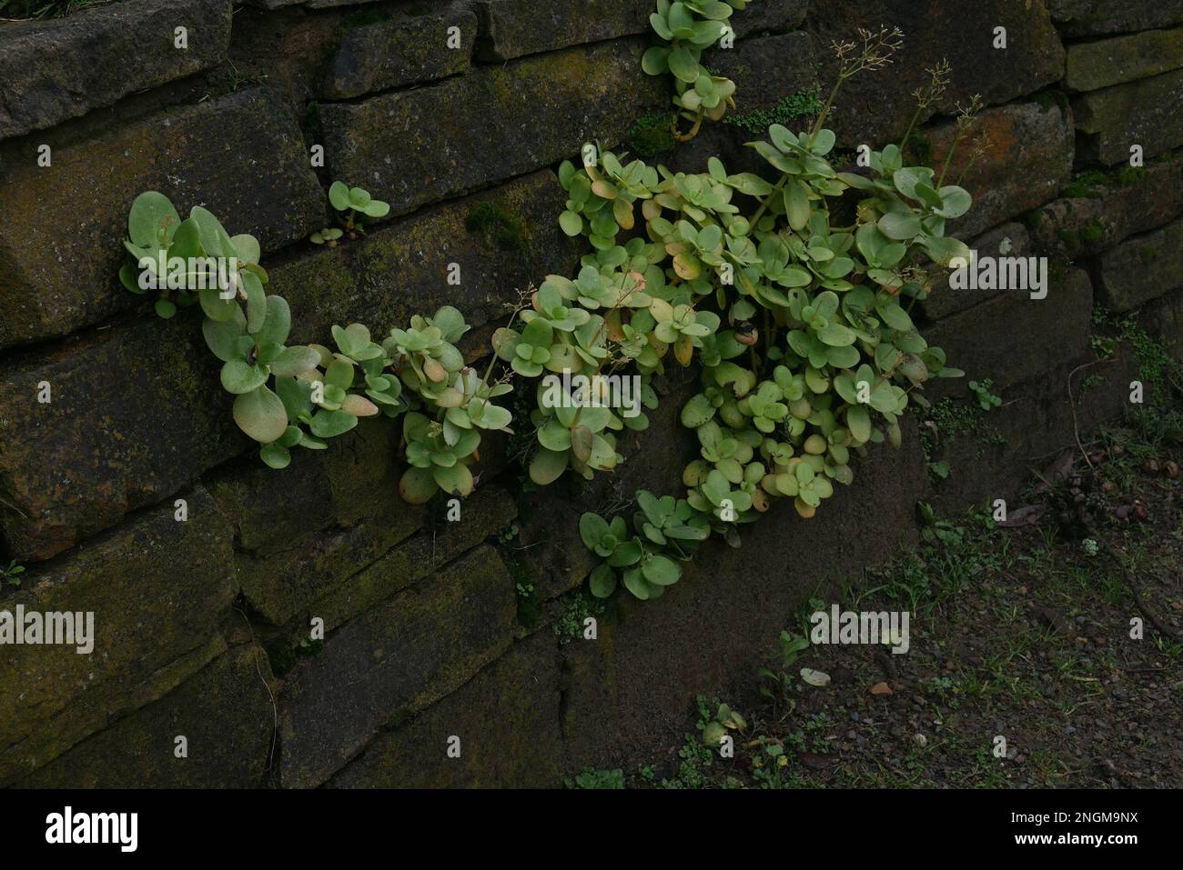 De petits succulents poussent dans les fissures d'un mur de pierre au jardin botanique de San Francisco, janvier 2023 Banque D'Images