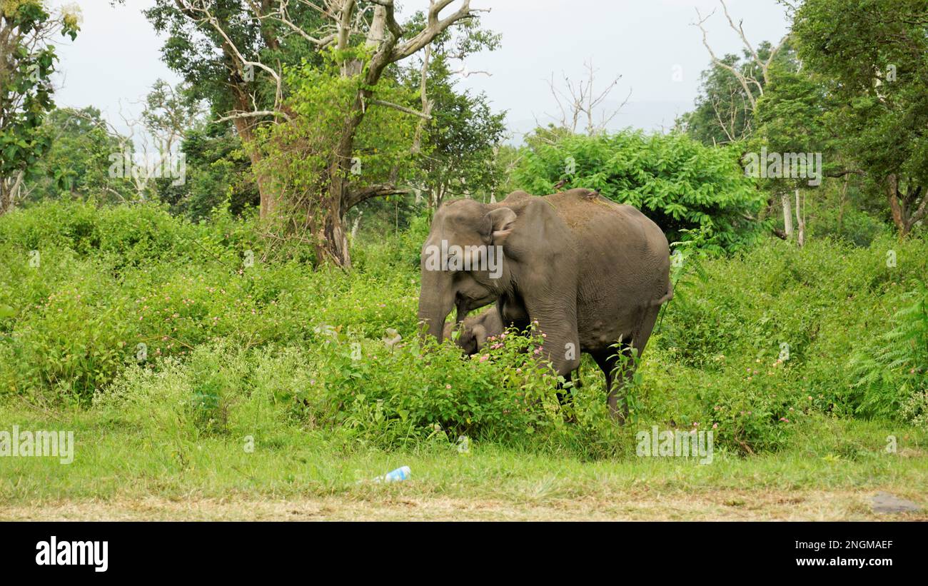 Éléphant de mère sauvage protégeant le bébé dans la forêt avec fond vert. Repéré à Mysore à mudumalai Road Banque D'Images