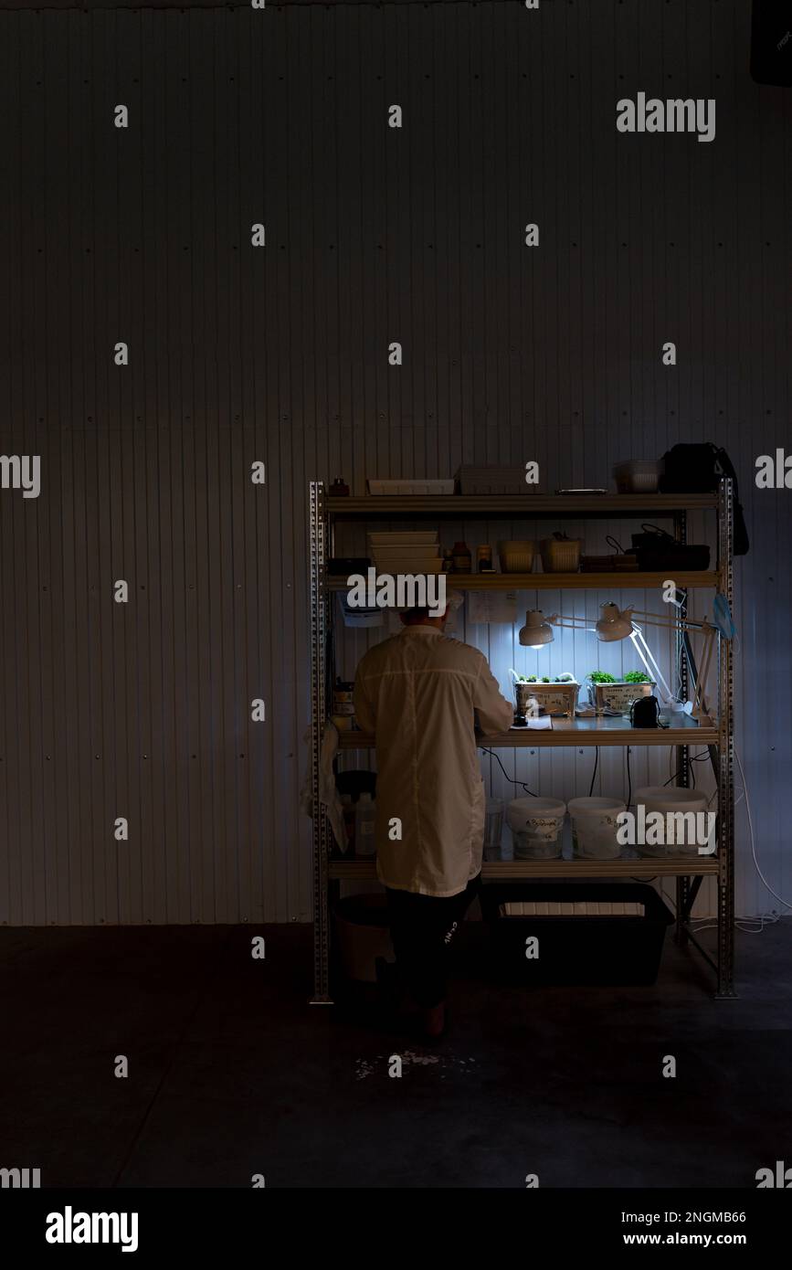 Un homme scientifique dans une robe de chambre à l'ombre se tient près de la lumière sur un rack près des plantes expérimentales. Banque D'Images