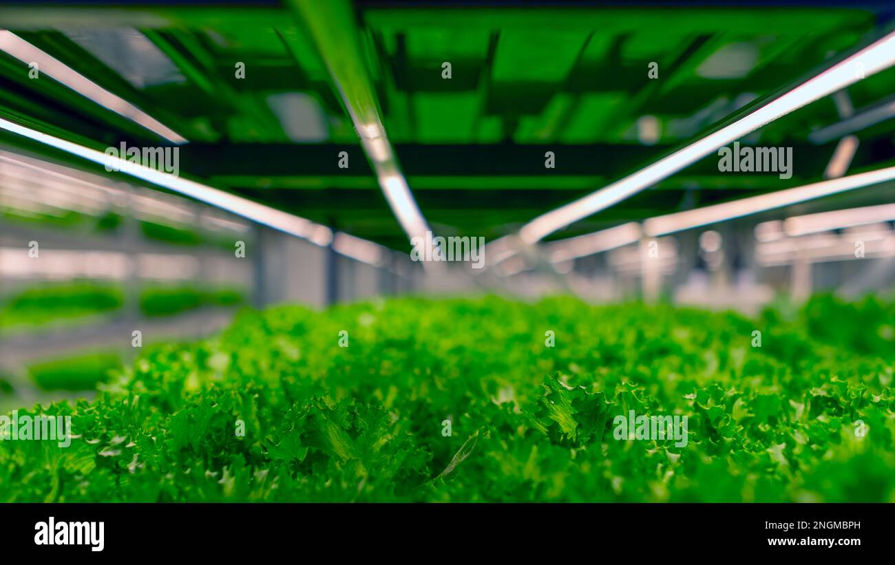 Les lampes LED brillent sur les feuilles fraîches des portoirs de micro-légumes. Banque D'Images