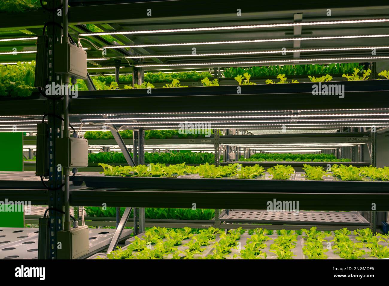 Étagères ferme verticale poussant des plantes vertes fraîches à l'intérieur. Culture automatique de microverts frais. Banque D'Images