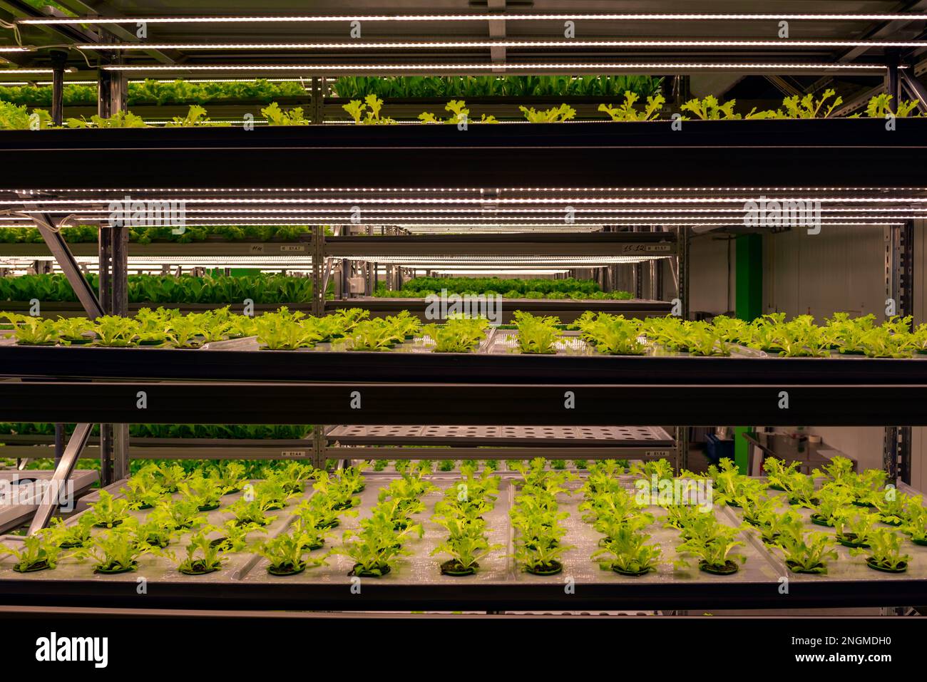 Étagères ferme verticale poussant des plantes vertes fraîches à l'intérieur. Cultures intérieures automatiques de microverts frais. Banque D'Images