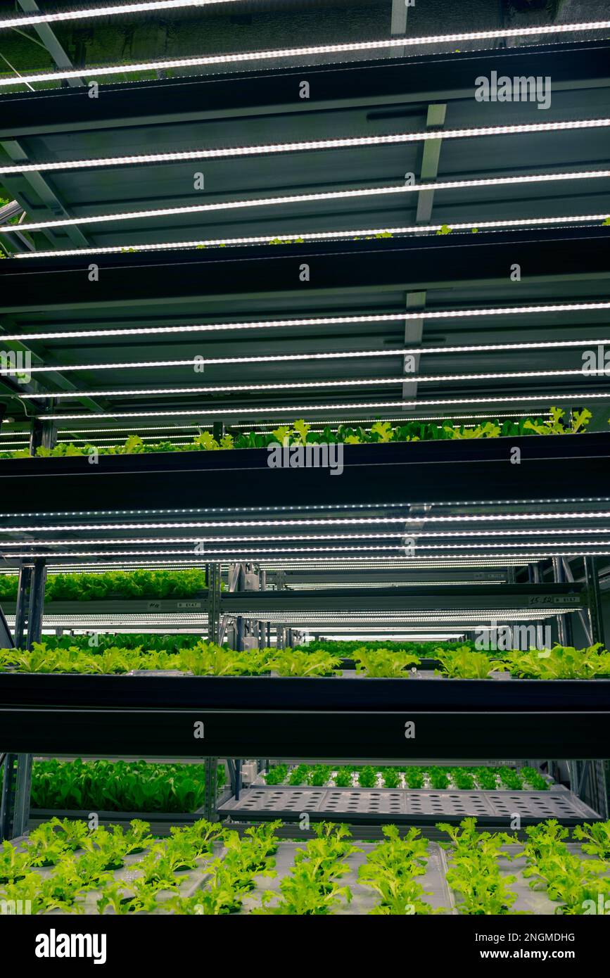 Étagères vertical ferme plantes vertes à l'intérieur. Cultures intérieures automatiques de microverts frais dans la ville. Banque D'Images