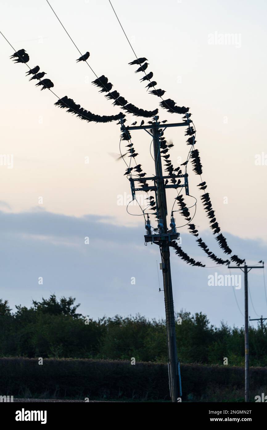 Des centaines d'oiseaux, des corneilles, perchés sur des fils téléphoniques à l'aube, une pause de la journée, avant le lever du soleil. Les oiseaux sont presque silhouettés contre le ciel Banque D'Images
