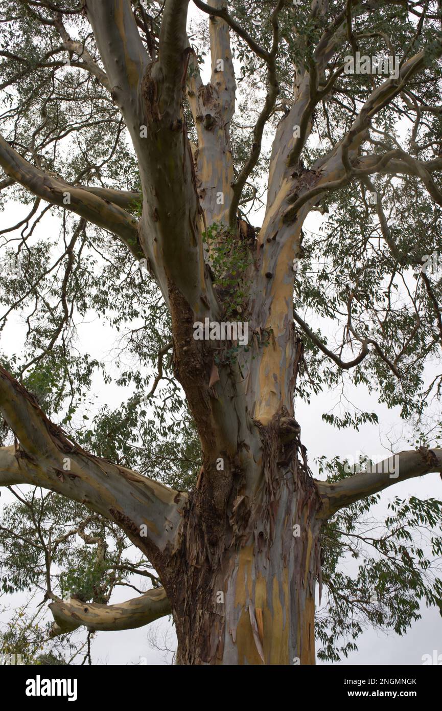 Urn gum Tree, Eucalyptus urnigera dans le jardin du Royaume-Uni en novembre Banque D'Images