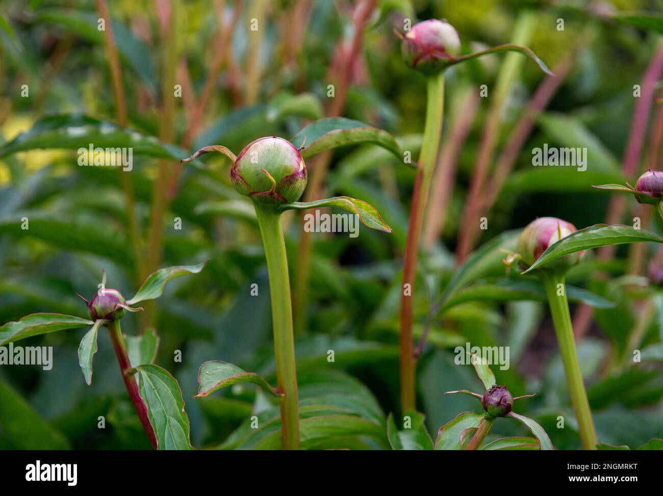 Couvert de pivoine dans les bourgeons de pivoine en mai Banque D'Images