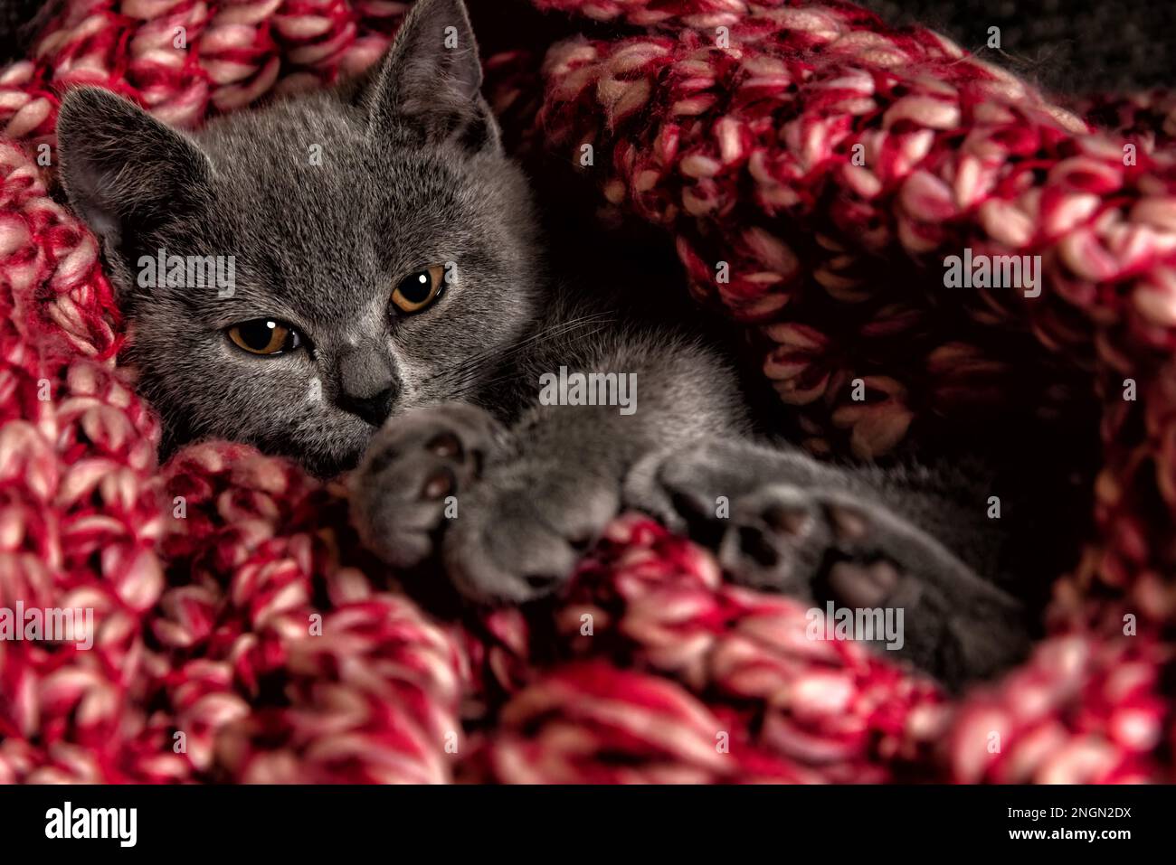 Somnolent petit chaton britannique de shorthair regardant la caméra enveloppée dans une couverture rouge et blanche Banque D'Images