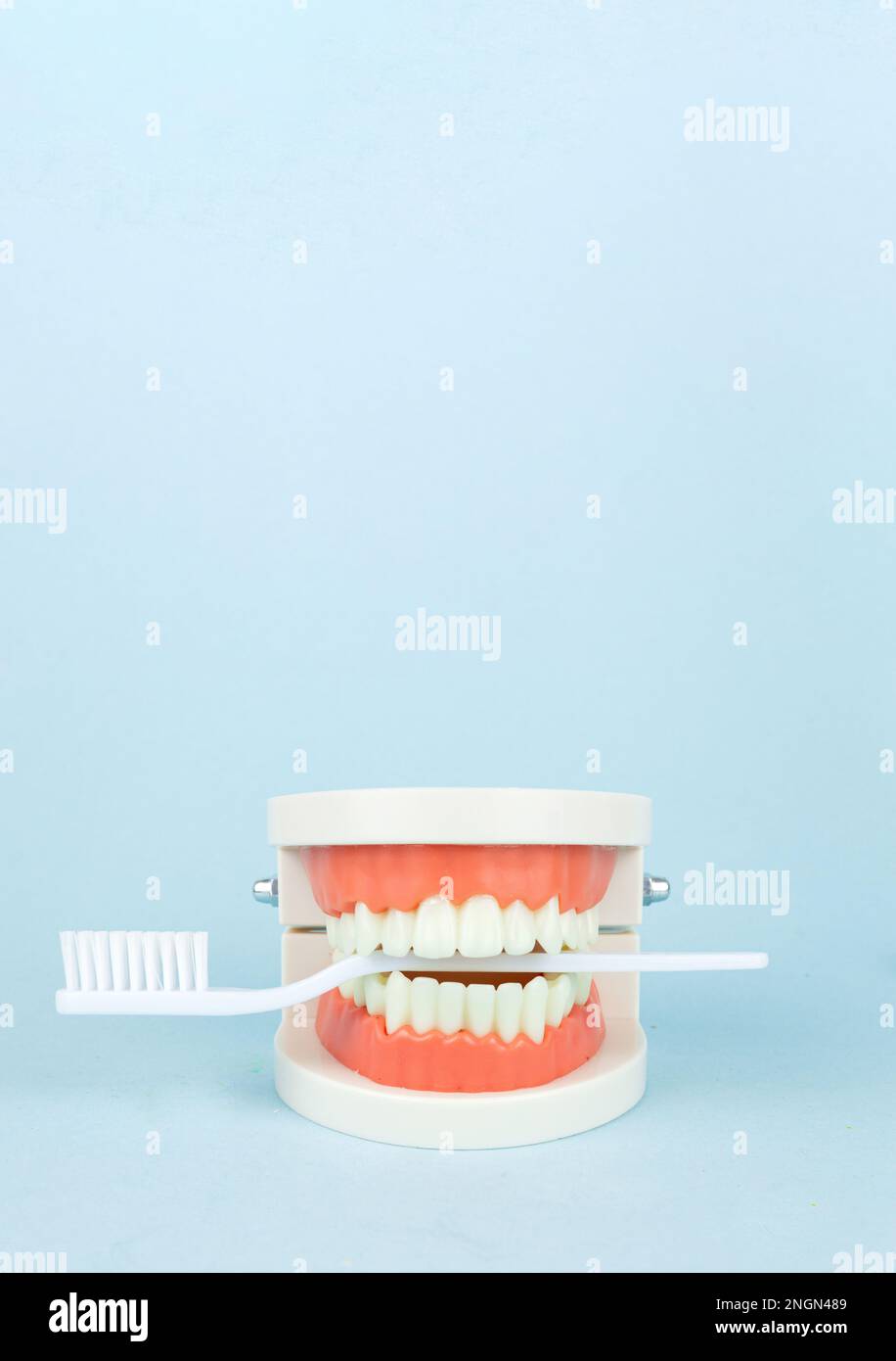 Fausses dents avec brosse à dents blanche, mâchoires. Instruments de dentisterie et concept de contrôle de l'hygiéniste dentaire Banque D'Images
