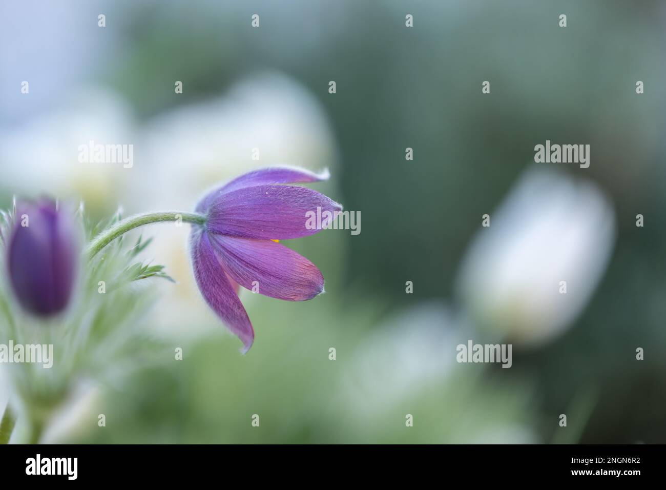 gros plan d'une fleur de paqueflower pourpre (pulsatilla vulgaris) avec fond flou Banque D'Images