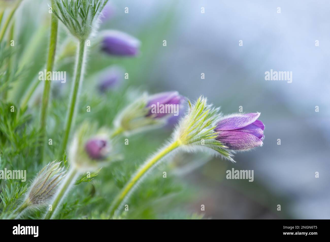gros plan d'une fleur de paqueflower pourpre (pulsatilla vulgaris) avec fond flou Banque D'Images