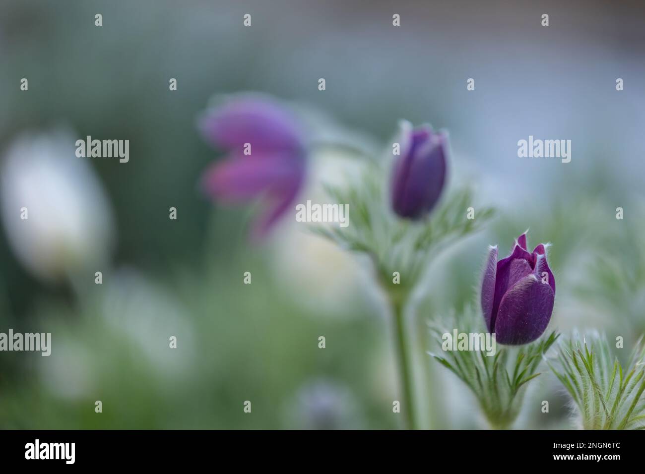 gros plan d'une fleur de paqueflower pourpre (pulsatilla vulgaris) avec fond flou Banque D'Images